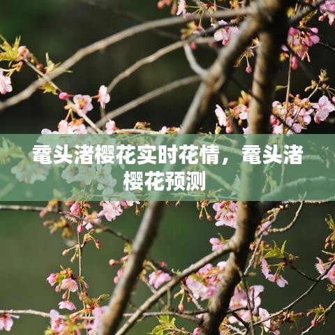 鼋头渚樱花实时花情,鼋头渚樱花预测