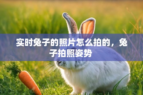 实时兔子的照片怎么拍的,兔子拍照姿势