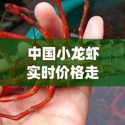 中国小龙虾实时价格走势，小龙虾市场行情价格 