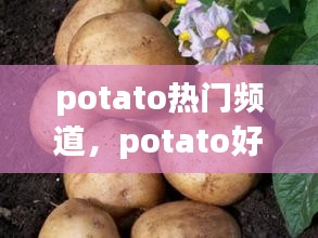 potato热门频道,potato好看的频道